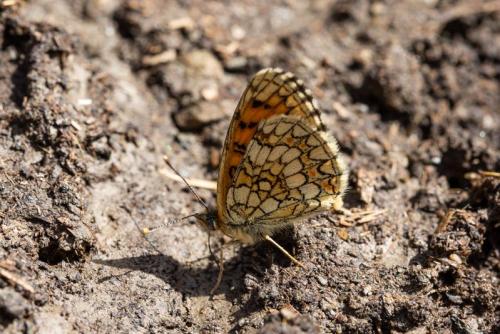 Melitaea athalia